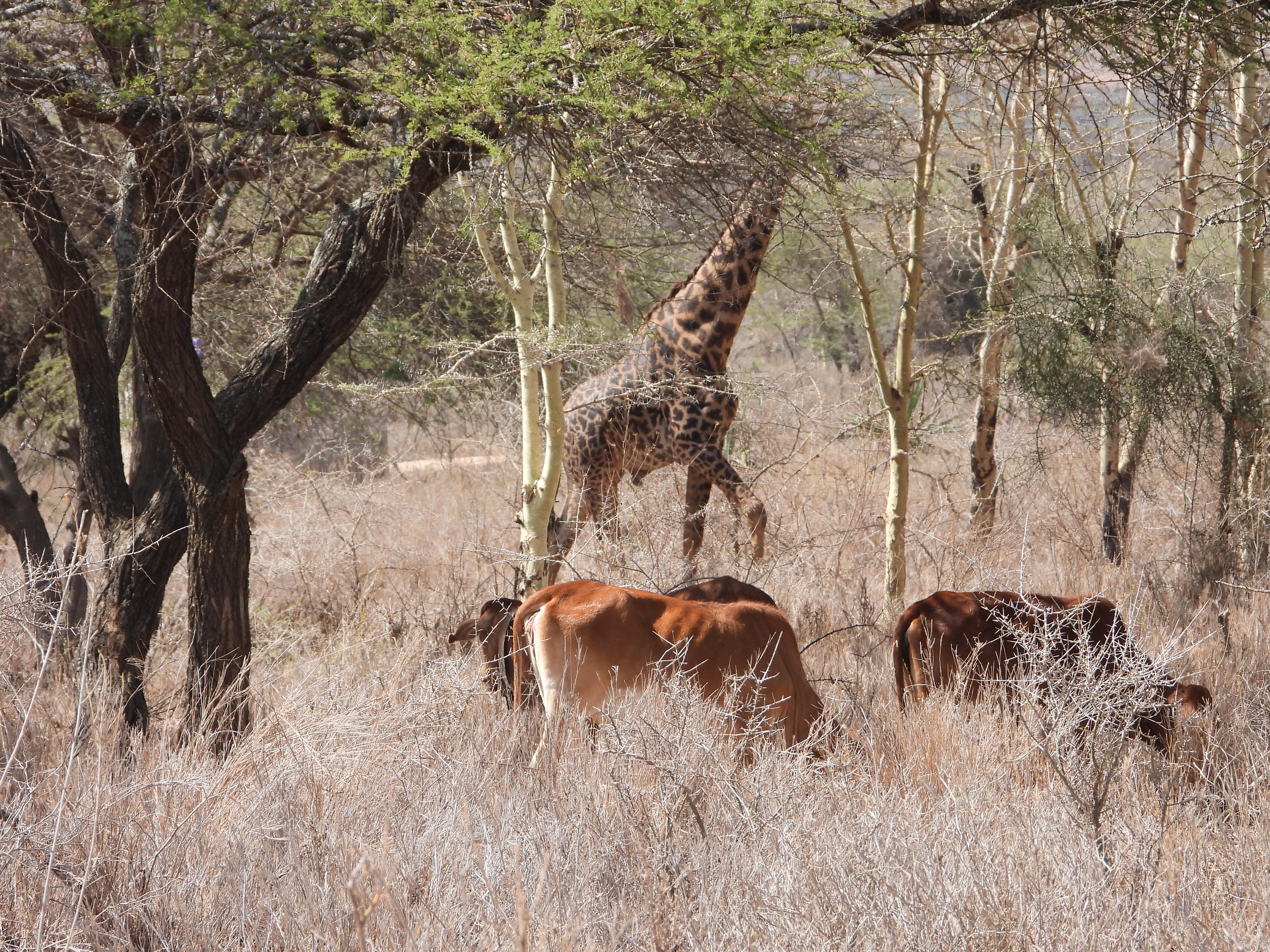 Urgent Action Needed to Combat Zoonotic Diseases and Snake Bites Among Communities Living with Wildlife